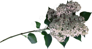 一束花　　