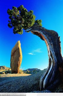 蓝天下的石头古木