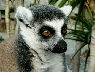 野生浣熊肖像图片