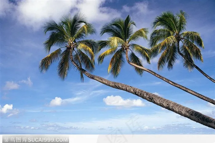 斜着生长的椰子树