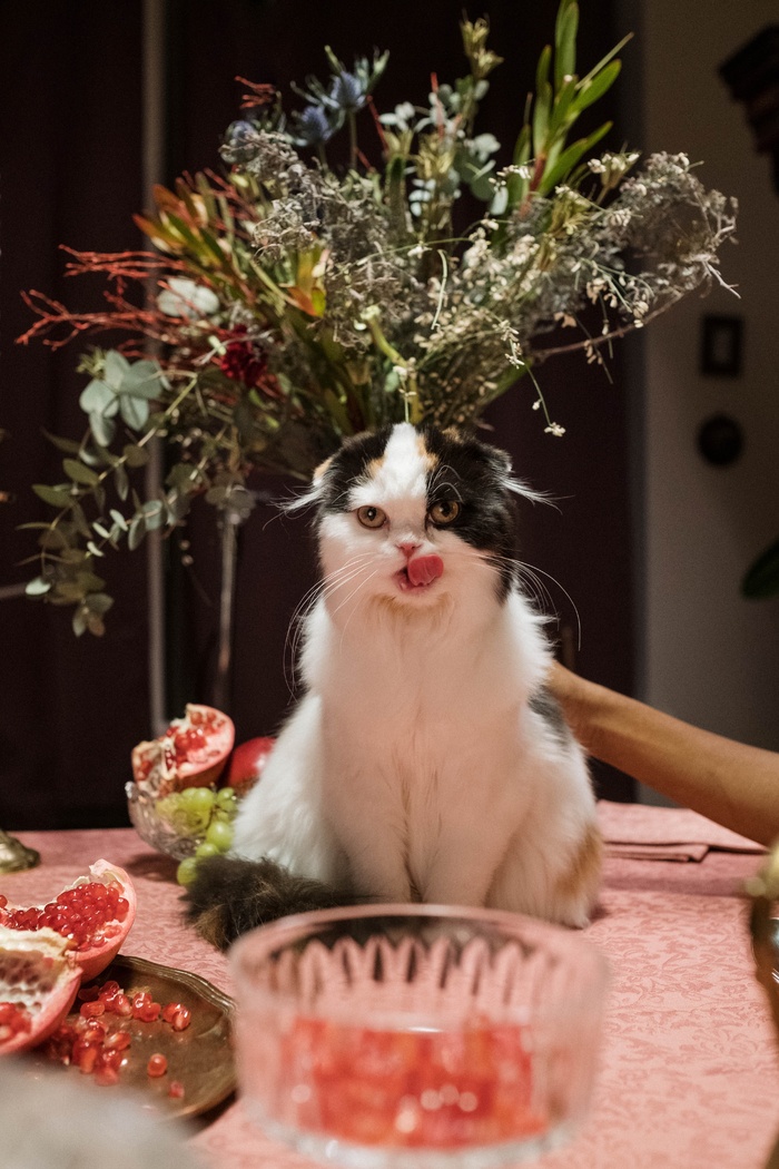 可爱猫咪猫猫摄影素材