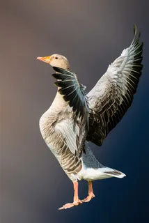 一只在展开翅膀的灰雁摄影高清图片 一只在展开翅膀的灰雁摄影高清图片