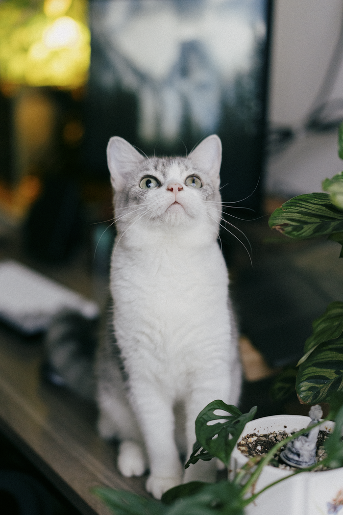 可爱猫猫图片