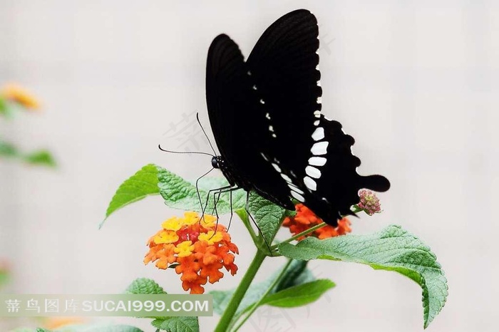 黑色蝴蝶摄影素材