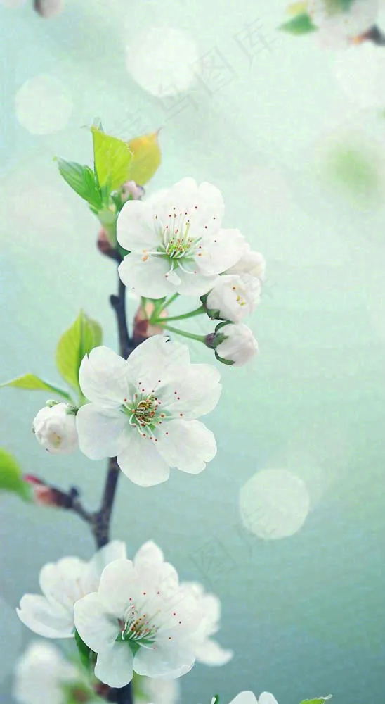 白色樱花花朵鲜花在阳光下，春天立春春分惊蛰摄影图(816x1488)