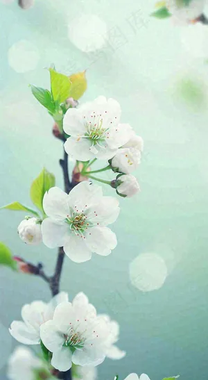 白色樱花花朵鲜花在阳光下，春天立春春分惊蛰摄影图