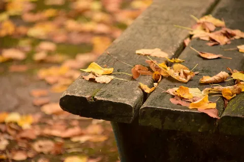 秋天凋落的树叶图片 秋天凋落的树叶图片