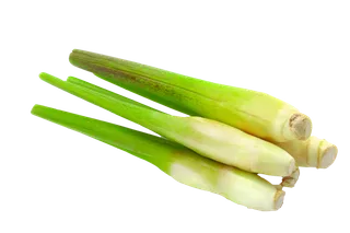 茭白 (2)超市商品白底图免抠实物摄影png格式图片透明底