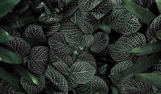 白脉网纹草图片 白脉网纹草图片