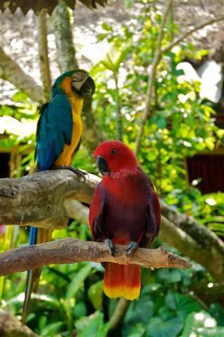 鹦鹉特写彩色羽毛图片素材