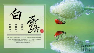 白露 蒹葭苍苍 白露为霜 
