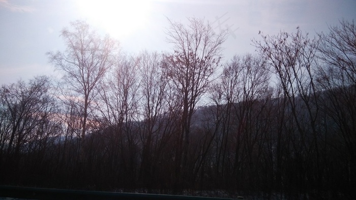 天空下山坡上的枯树林