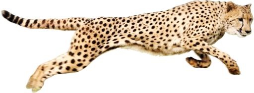 猎豹 PNG免抠(931x342)