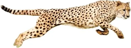 猎豹 PNG免抠(931x342)