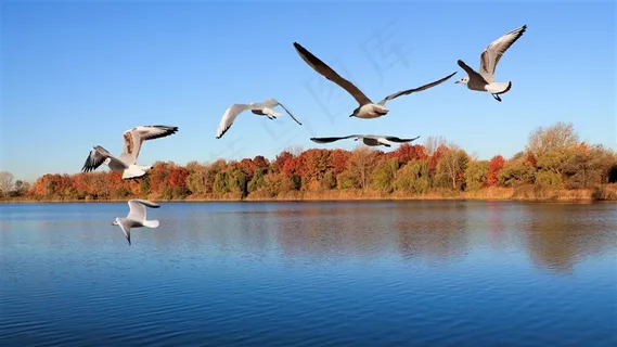 天鹅湖飞翔的天鹅