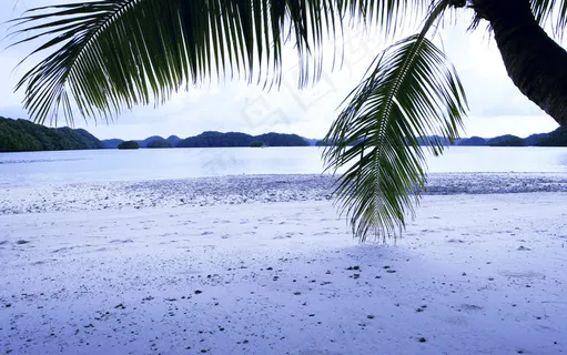 海边的树叶 海边的树叶