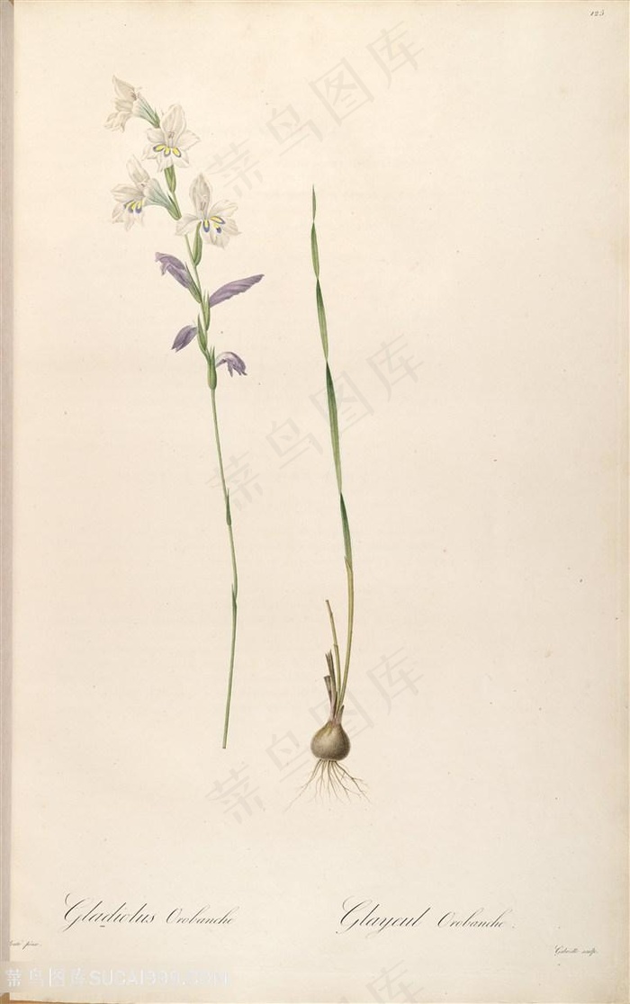 雷杜德原版高清花草兰花花瓣图谱