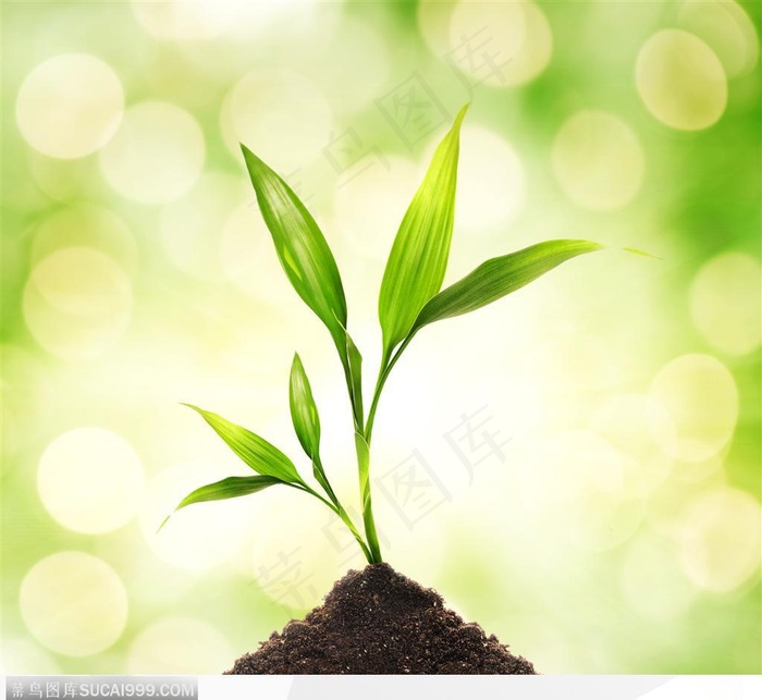 土丘上的幼苗植物图片