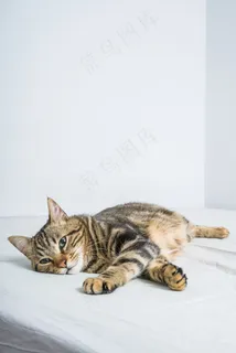 可爱呆萌小猫图片 可爱呆萌小猫图片