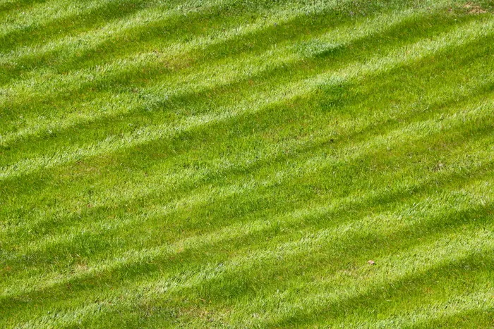 绿色草地图片