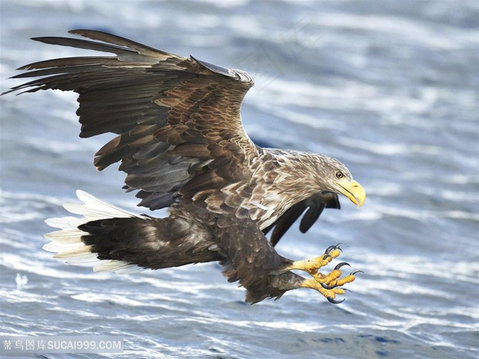 水面上抓鱼的老鹰图片