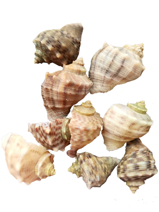 海螺壳贝壳免抠实拍摄影素材元素