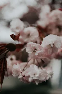 粉色樱花花朵特写图片 粉色樱花花朵特写图片