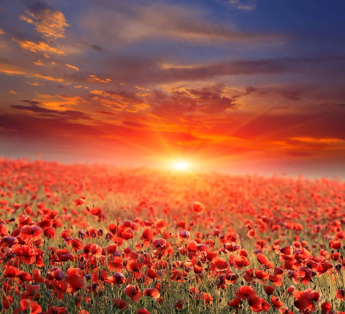 唯美罂粟花风景图片