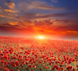 唯美罂粟花风景图片