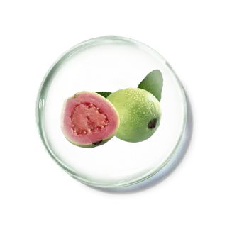 化妆品产品成分—番石榴果 免抠图 化妆品产品成分—番石榴果 免抠图