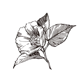 线条草本花卉手绘植物-山茶花