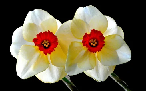 水仙花花朵微距摄影图 水仙花花朵微距摄影图