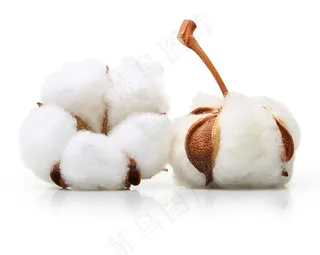 洁白的棉花图片