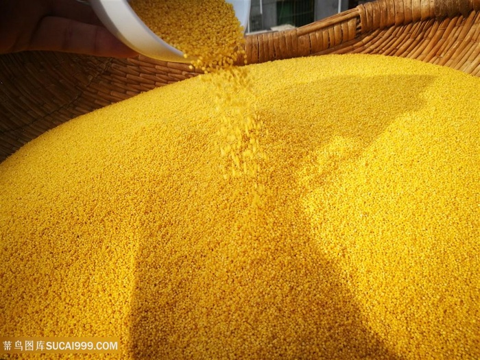 粮食小米图片