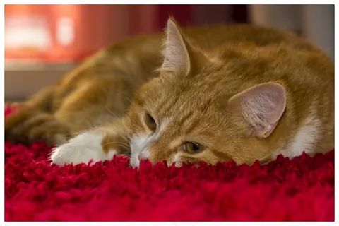 宠物猫咪睡觉图片 宠物猫咪睡觉图片
