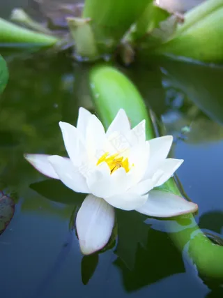 白色荷花高清图片