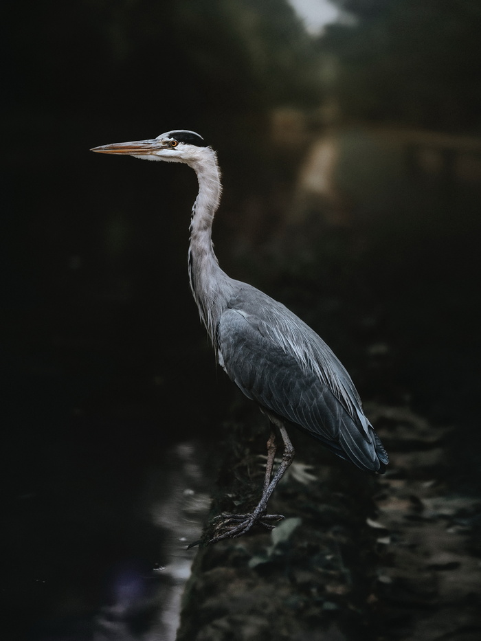 水边苍鹭摄影图片