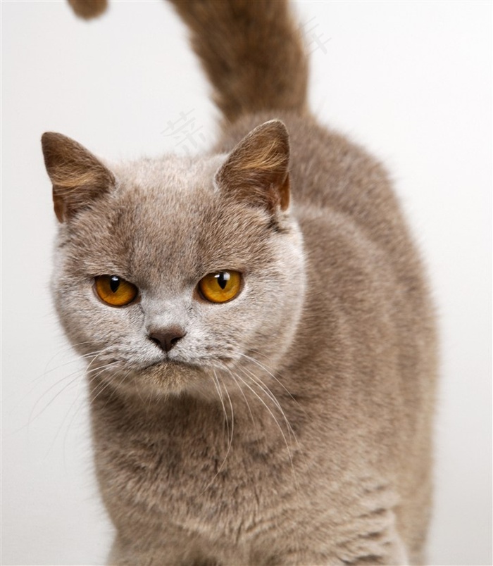 生气的猫咪图片