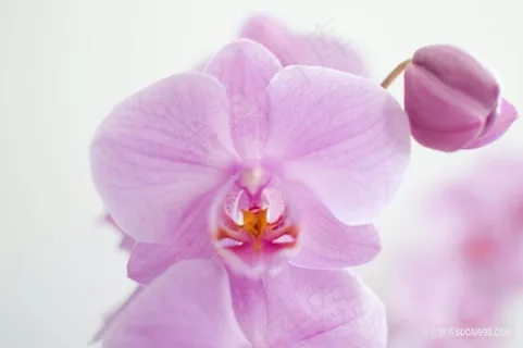 唯美高清玉兰花图片 唯美高清玉兰花图片