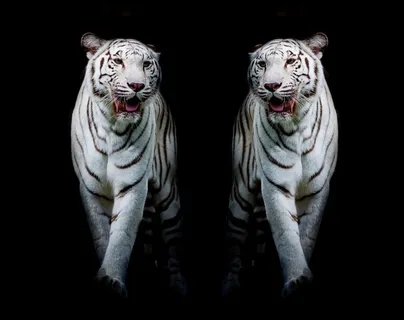 4K高清白虎图片