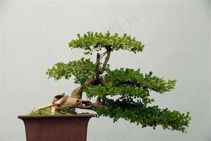 扬州观赏盆景摄影素材