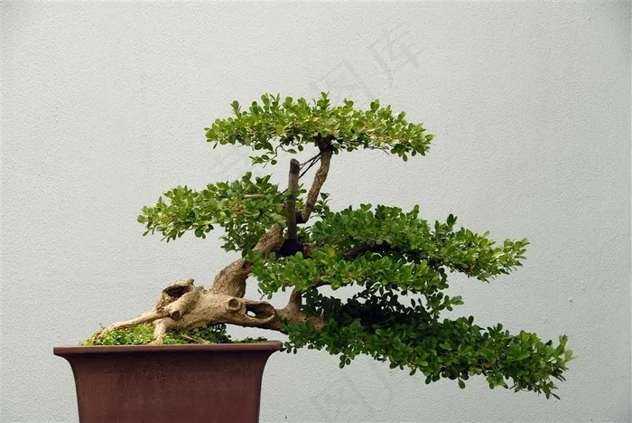 扬州观赏盆景摄影素材