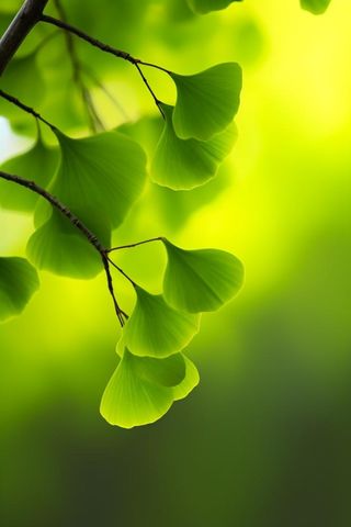 简约唯美银杏叶黄绿色背景