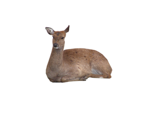 鹿动物免扣素材透明背景野马