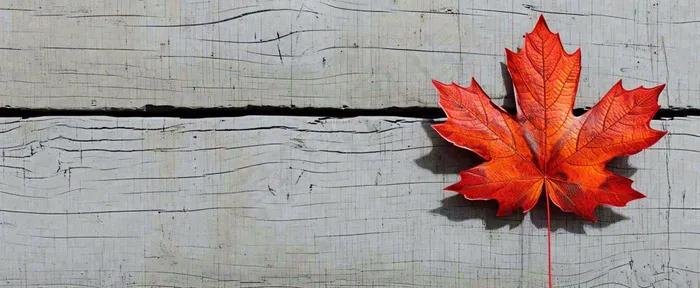 秋天红色秋叶简约特写，立秋秋分摄影图(1712x704)