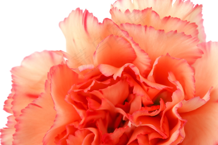 大朵康乃馨图片