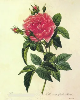 手绘玫瑰花树枝插画 手绘玫瑰花树枝插画