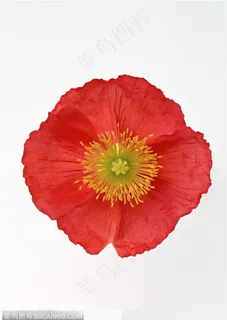 花的彩绘-火红的花朵 花的彩绘-火红的花朵