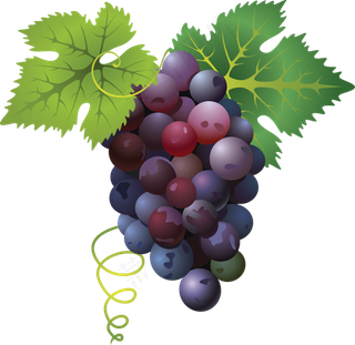 葡萄免抠素材 (45)