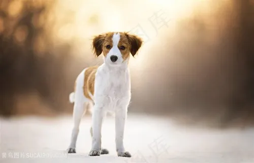 高清唯美小宠物狗狗摄影图片